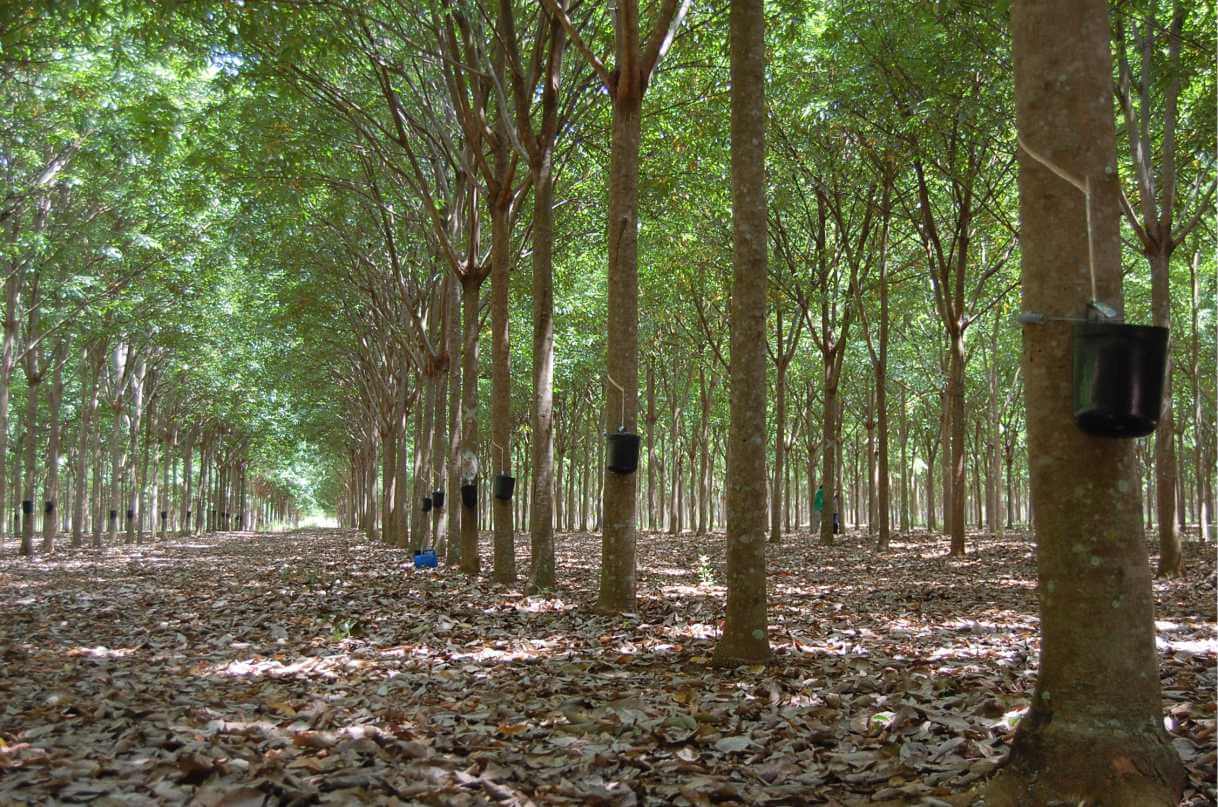 silvicultura -prática traz retorno ambiental e financeiro
