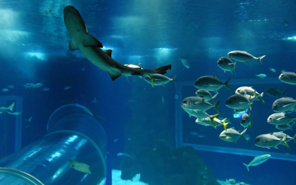 aquario tem mostra sobre óleo em praias, sereia e tubarões